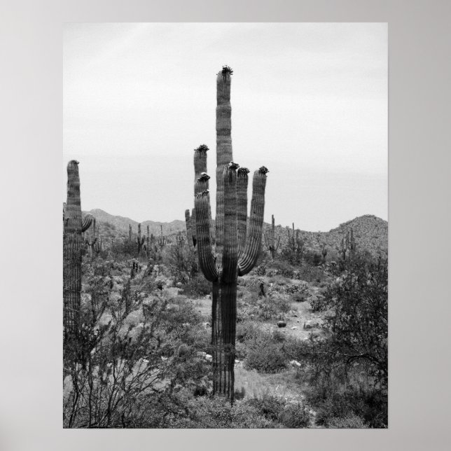 Black & White Desert Cactus 16x20 Poster Print (Vorne)