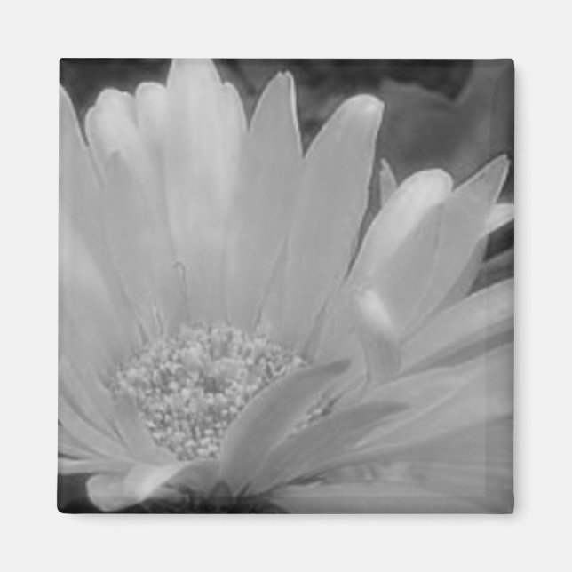 Black & White Gerber Daisy Magnet (Vorne)