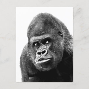 Black White Gorilla Feiertagspostkarte