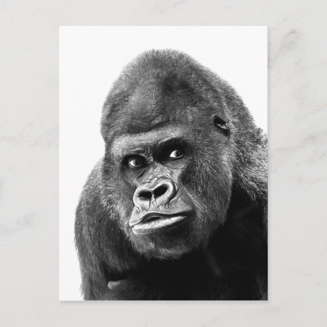Black White Gorilla Postkarte (Vorderseite)
