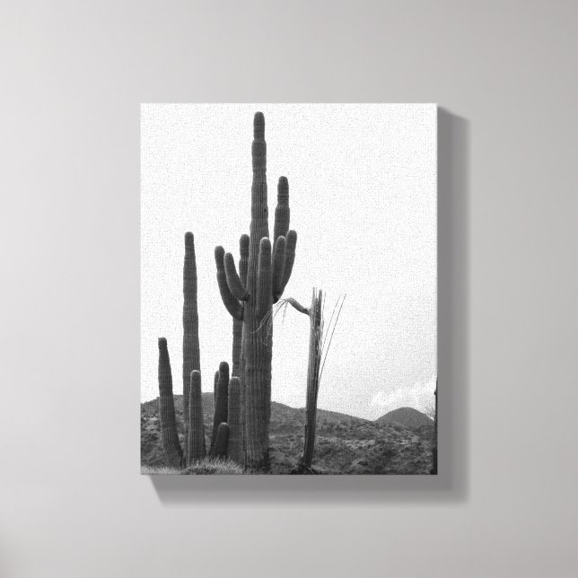 Black & White Group von Saguaro Cactus auf Hill 8x Leinwanddruck (Vorderseite)