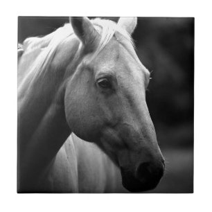 Black White Horse Fliese