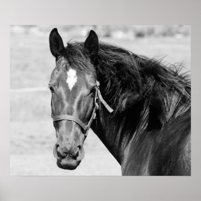 Black White Horse Poster (Vorne)