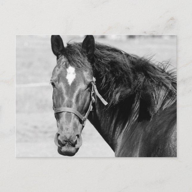 Black White Horse Postkarte (Vorderseite)