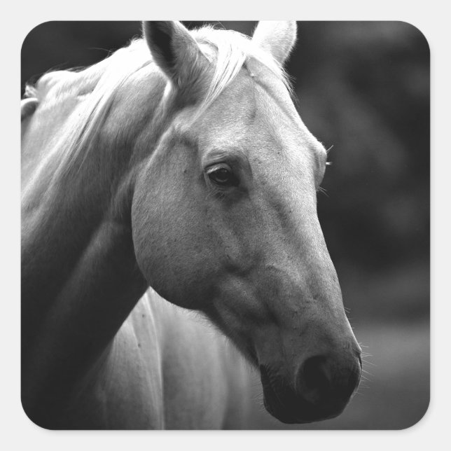 Black White Horse Quadratischer Aufkleber (Vorderseite)