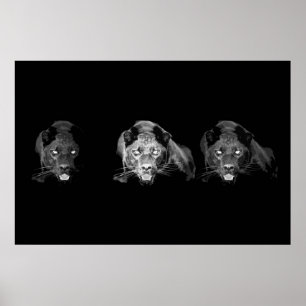 Black & White Jaguar Poster - Wilde Katzen