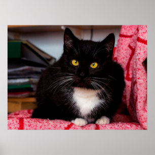 Black & White Kitty Cat Anpassbares Poster