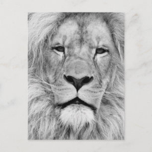 Black White Lion Postkarte