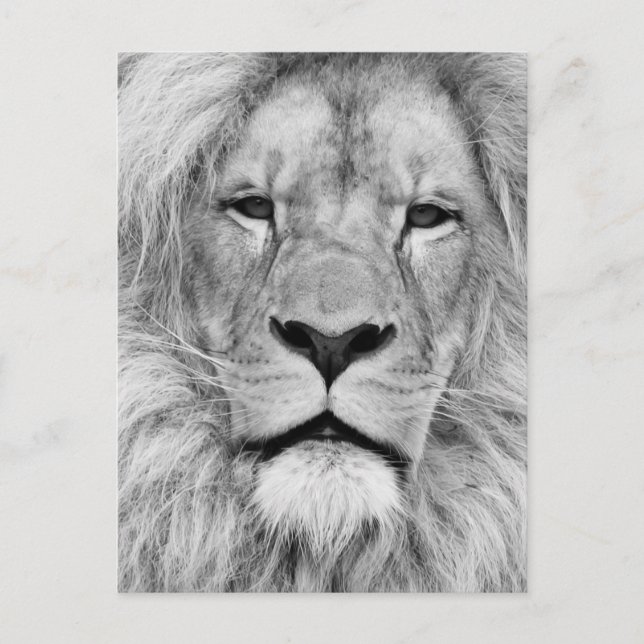 Black White Lion Postkarte (Vorderseite)