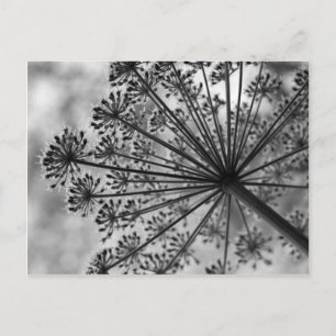 Black & White Queen Anne's Lace Postkarte