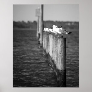 Black & White Seagulls auf Posts 16x20  Poster