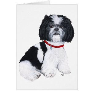 Black & White Shih Tzu