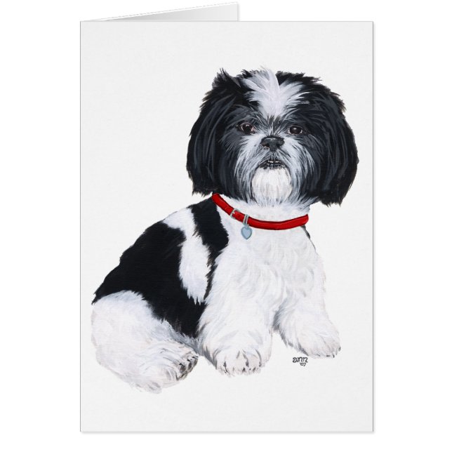 Black & White Shih Tzu (Vorne)
