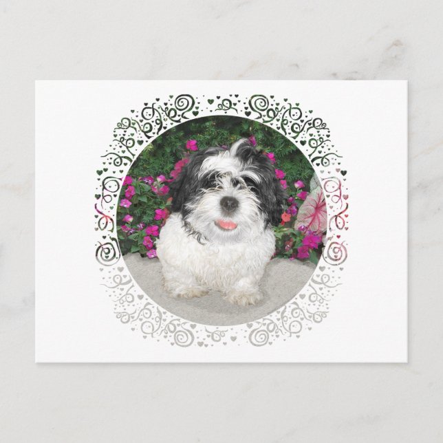 Black & White Shih Tzu Welppy Rescue Dog Postkarte (Vorderseite)