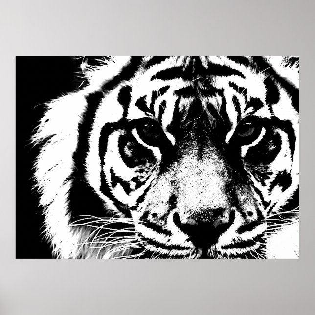 Black & White Sumatran Borneo Tiger Eyes Poster (Vorne)