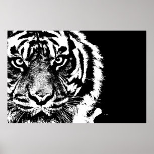 Black & White Sumatran Borneo Tiger Poster