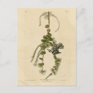 Black & White Warbler - Audubons Vögel in Amerika Postkarte