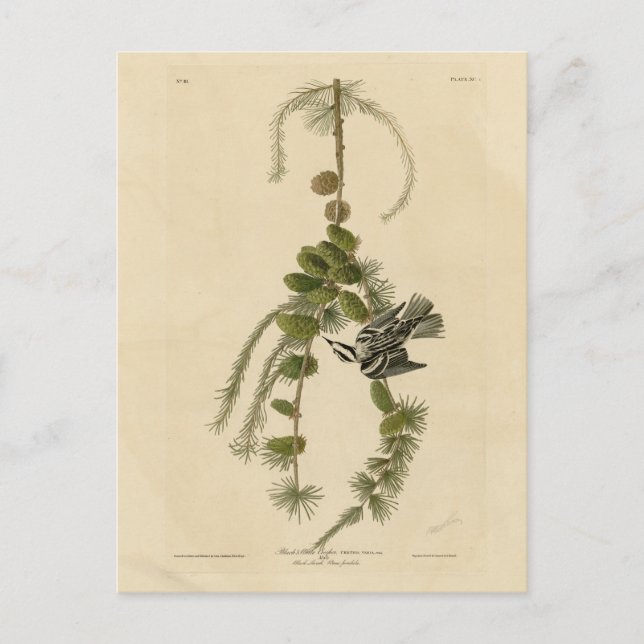 Black & White Warbler - Audubons Vögel in Amerika Postkarte (Vorderseite)