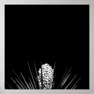 Black & White Yucca von LLR Poster