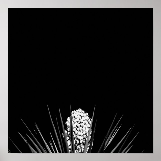 Black & White Yucca von LLR Poster (Vorne)