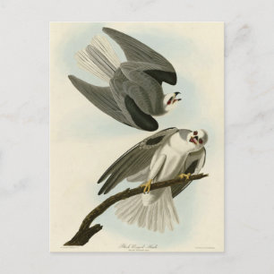 Black-Winged Hawk - Audubons Vögel in Amerika Postkarte
