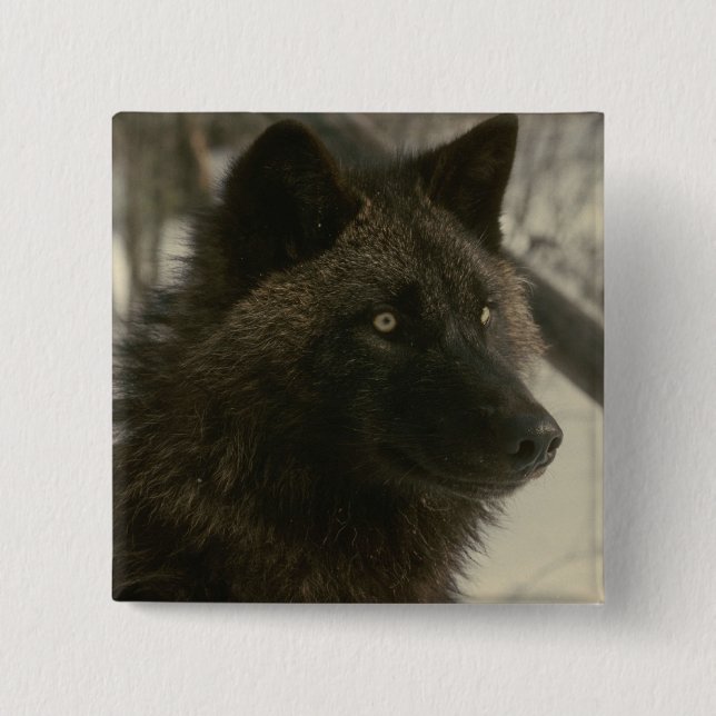 Black Wolf Dog Button (Vorderseite)