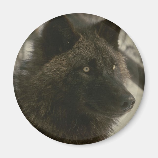 Black Wolf Dog Magnet (Vorne)
