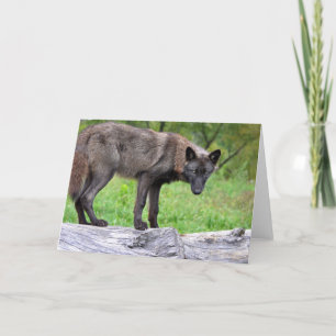 Black Wolf Greeting Card Karte