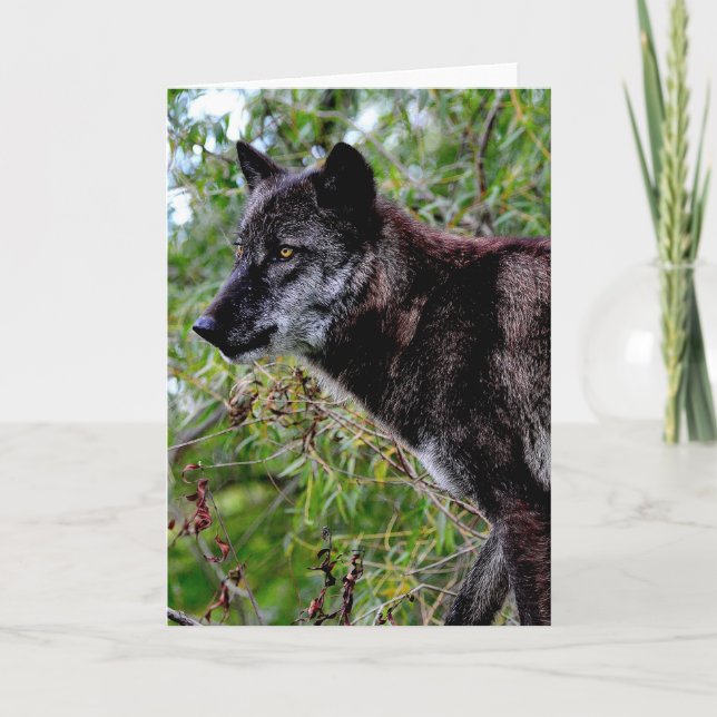 Black Wolf Grußkarte Karte (Vorderseite)