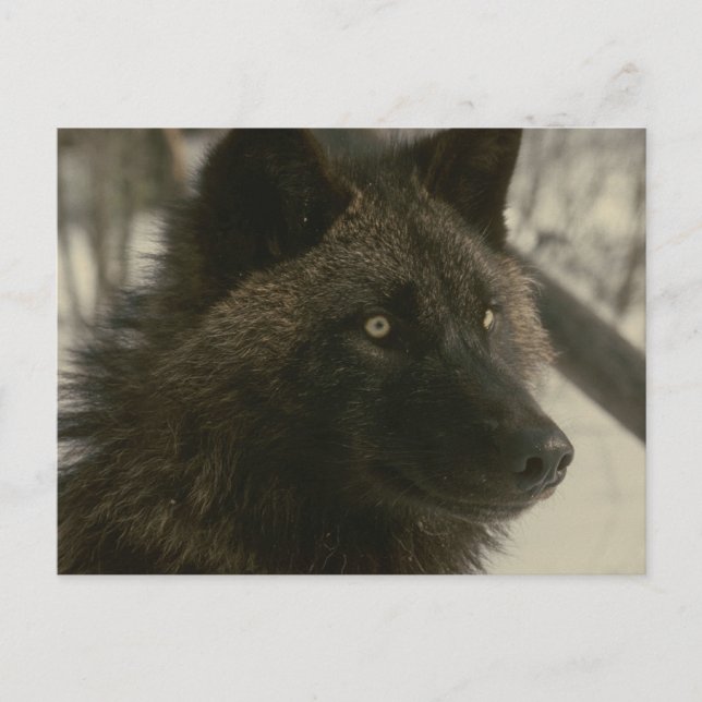 Black Wolf Postcard Postkarte (Vorderseite)
