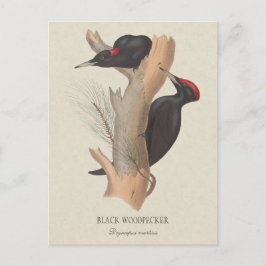 Black Woodpecker CC0502 Bird-Abbildung Postkarte