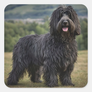 Black Wooly Bergamasco Sheepdog, Quadratischer Aufkleber