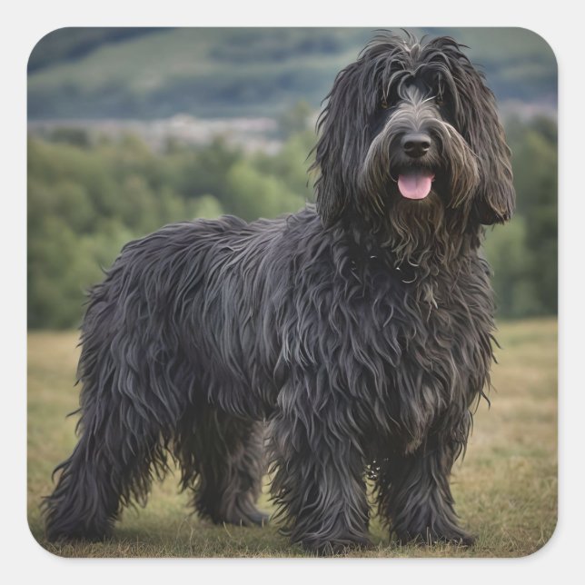 Black Wooly Bergamasco Sheepdog, Quadratischer Aufkleber (Vorderseite)