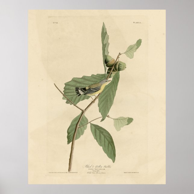 Black & Yellow Warbler, Audubons Vögel in Amerika Poster (Vorne)