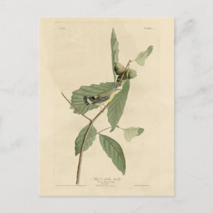 Black & Yellow Warbler, Audubons Vögel in Amerika Postkarte
