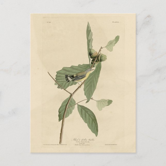 Black & Yellow Warbler, Audubons Vögel in Amerika Postkarte (Vorderseite)