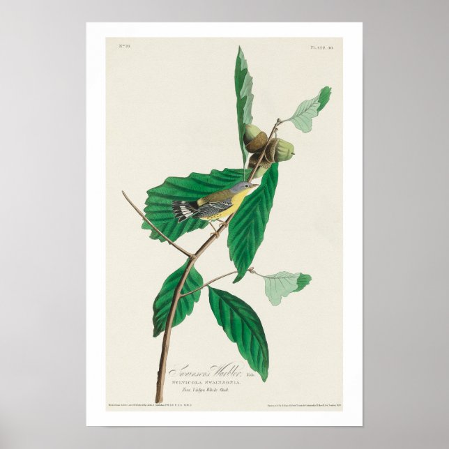 Black & Yellow Warbler von Audubon Poster (Vorne)
