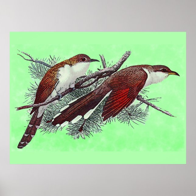 Black & Yellowled Cuckoo Birds Poster (Vorne)