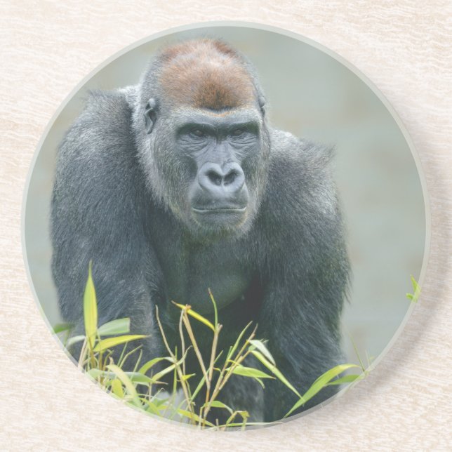 Blackback Gorilla Lope Getränkeuntersetzer (Vorne)