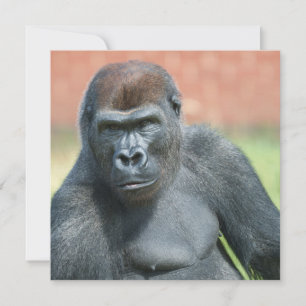 Blackback Gorilla Lope Portrait