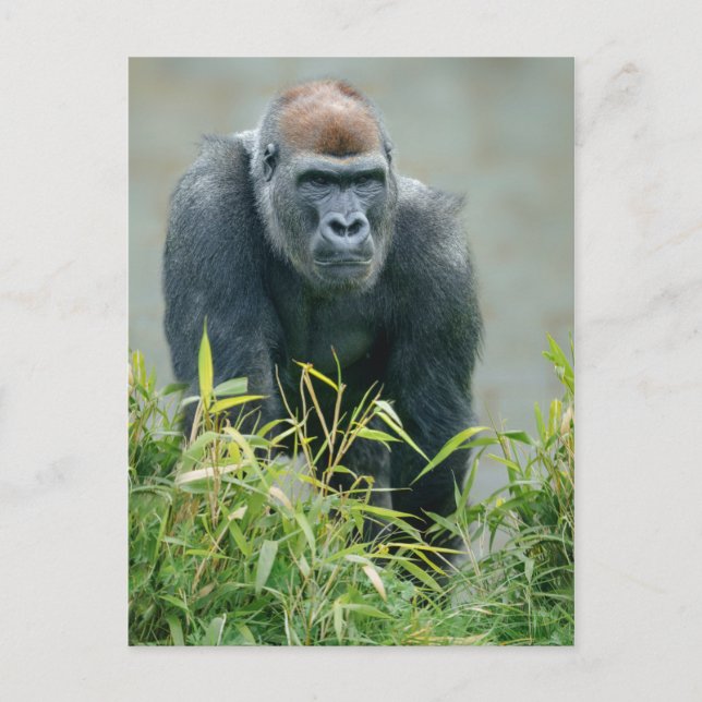 Blackback Gorilla Lope Postkarte (Vorderseite)
