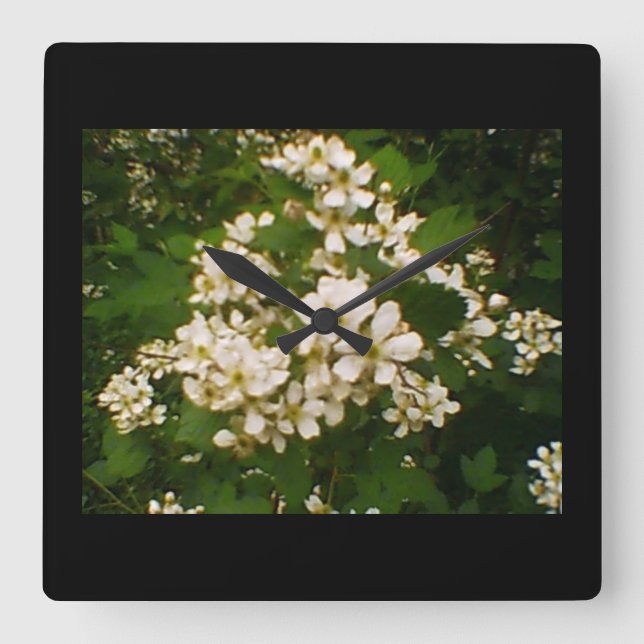 BlackBerry Blossom Quadratische Wanduhr (Vorderseite)