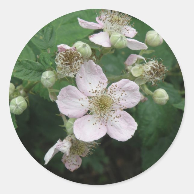 BlackBerry-Blume-Aufkleber Runder Aufkleber (Vorderseite)