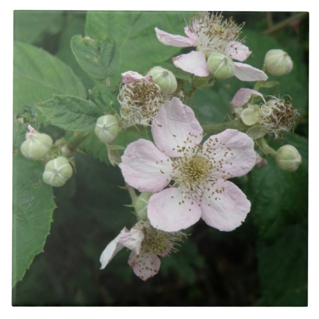 BlackBerry-Blume Fliese (Vorderseite)