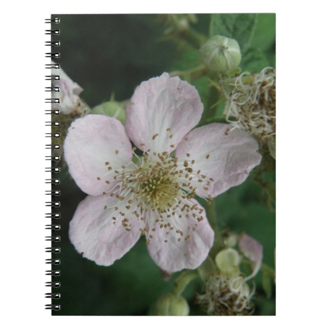 BlackBerry-Blume-Macro-Notebook Notizblock (Vorderseite)