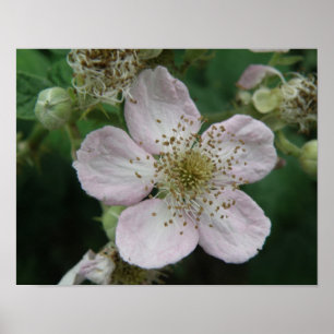 BlackBerry Blume Makro-Poster Poster