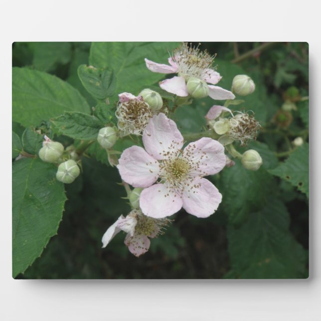 BlackBerry Blume Plaque Fotoplatte (Vorderseite)