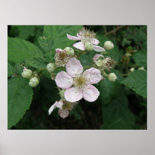 BlackBerry Blume Poster