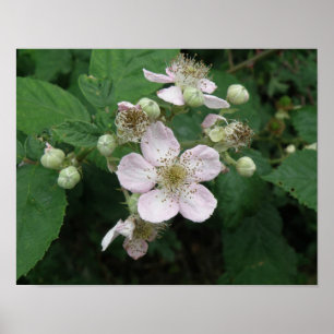 BlackBerry Blume Poster