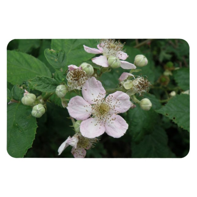 BlackBerry Blume Premium Magnet (Horizontal)